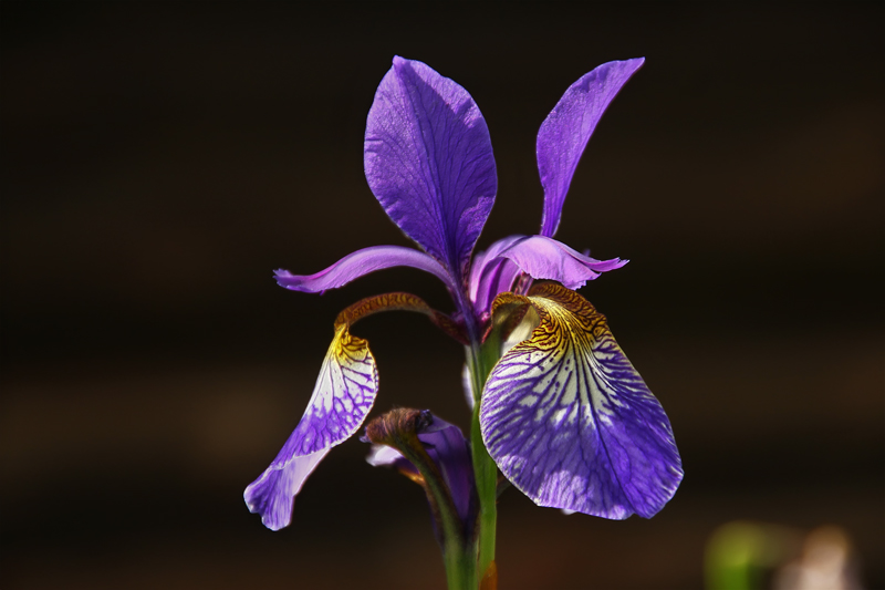 Iris Blüte